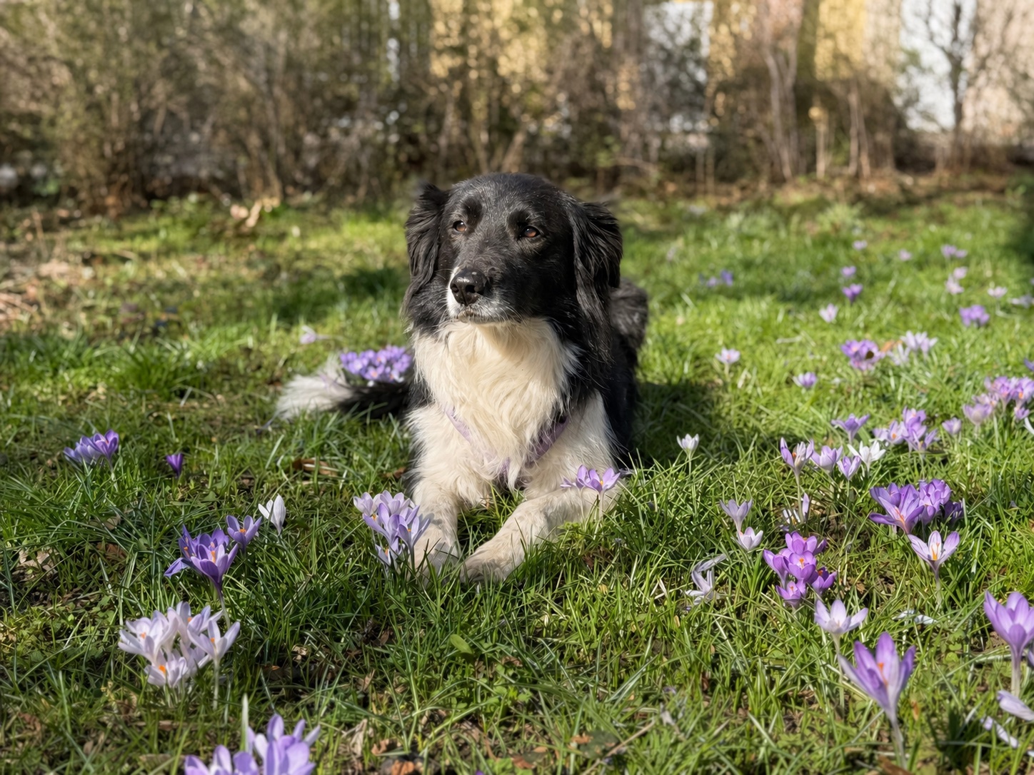 Schwarzer Hund auf einer Wiese mit violetten Krokussen
